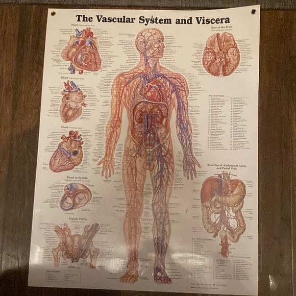 ELEVATE  YOUR Assesments w/Visuals - Vascular anatomy - Picture 1 of 1